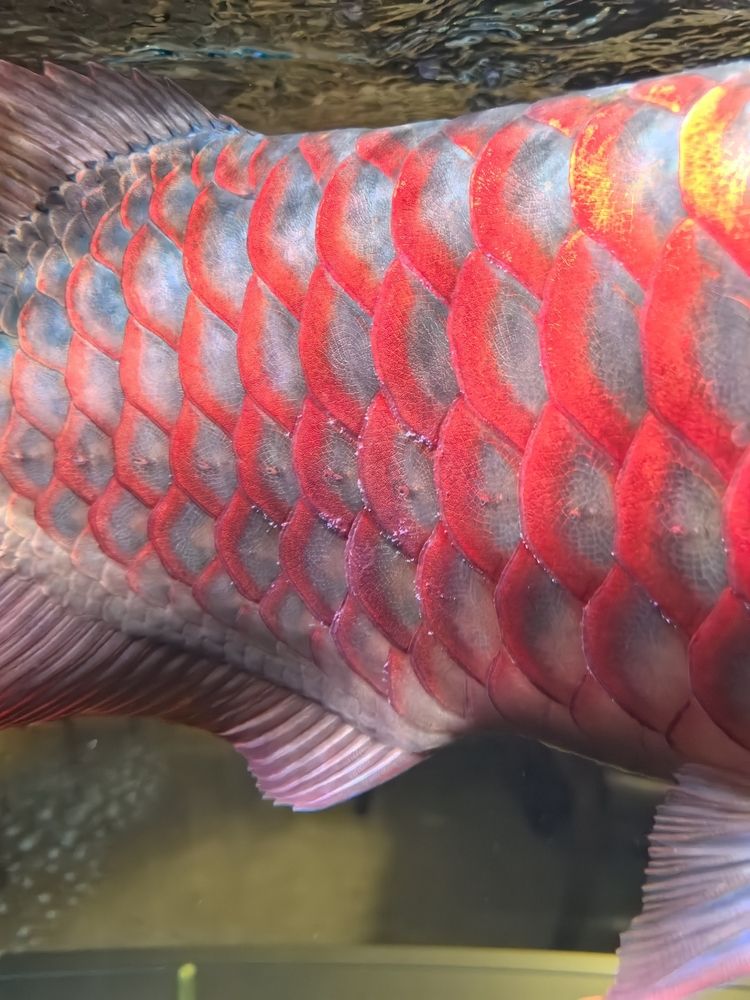 龍魚鱗片長白毛，愛魚玩水族_養魚咨詢評論：龍魚鱗片上這棉絮一樣的是什么病 龍魚鱗片長白毛，愛魚玩水族_養魚咨詢評論：龍魚鱗片上這棉絮一樣的是什么病 龍魚論壇 第3張