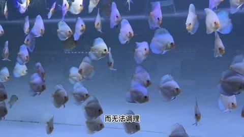 如何治療七彩神仙魚蒙眼，七彩神仙魚蒙眼怎么治療
