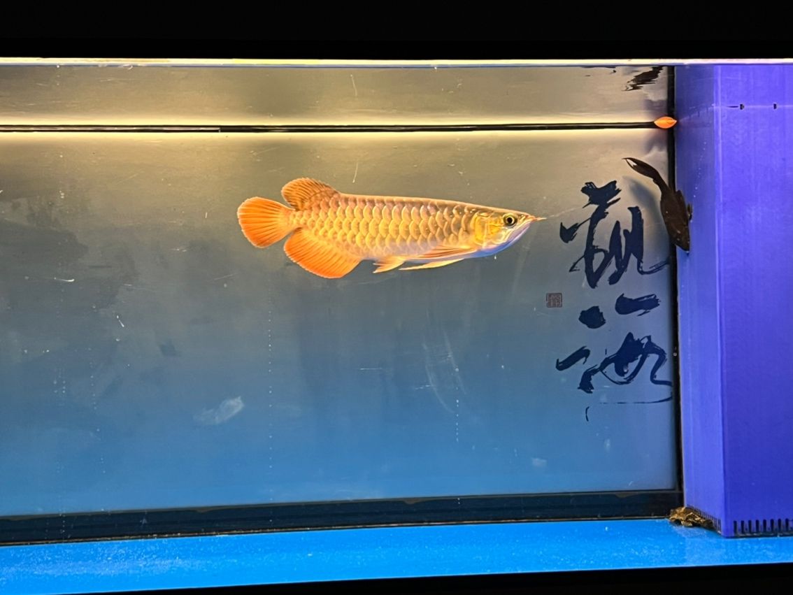 入缸11個(gè)月，入缸11個(gè)月的感受