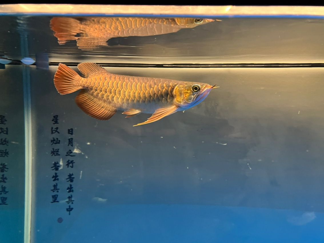 入缸11個(gè)月，入缸11個(gè)月的感受