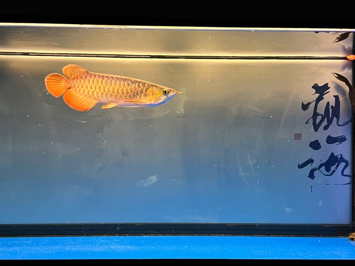 入缸11個(gè)月，入缸11個(gè)月的感受