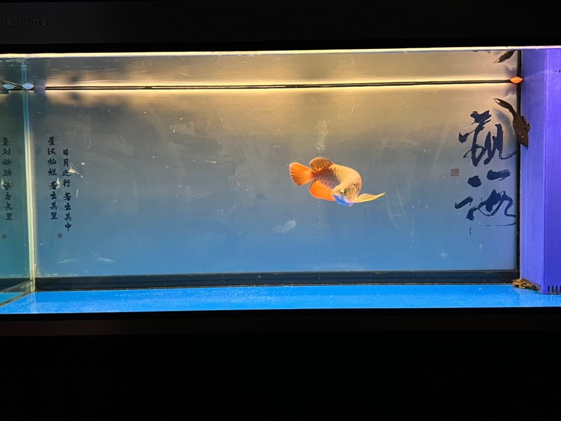 入缸11個月，入缸11個月的感受