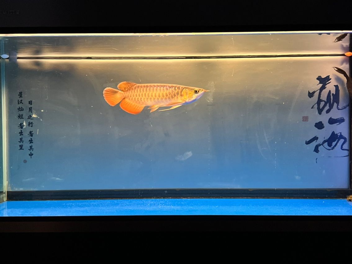入缸11個月，入缸11個月的感受