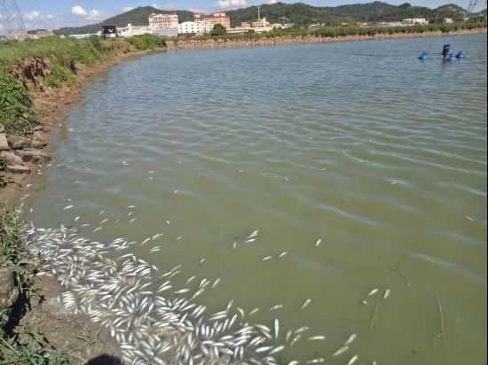 有哪些預防魚鰓蓋爛的措施，魚鰓蓋爛（細菌性爛鰓病）