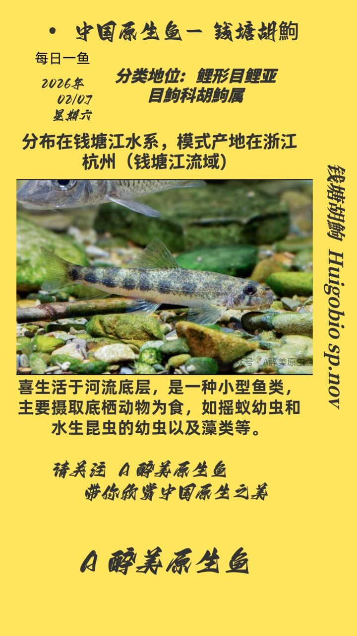 錢塘胡鮈，錢塘江流域的美食——塘胡[需手動填充]