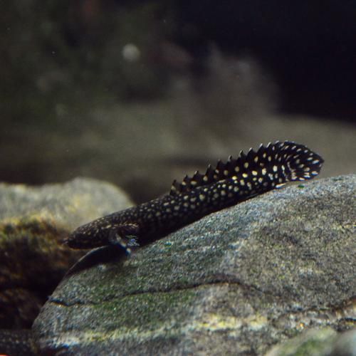 大花虎斑恐龍魚有哪些獨特品種？，大花虎斑恐龍魚與虎紋恐龍王的對比表格，幫你一眼分清它們的區別