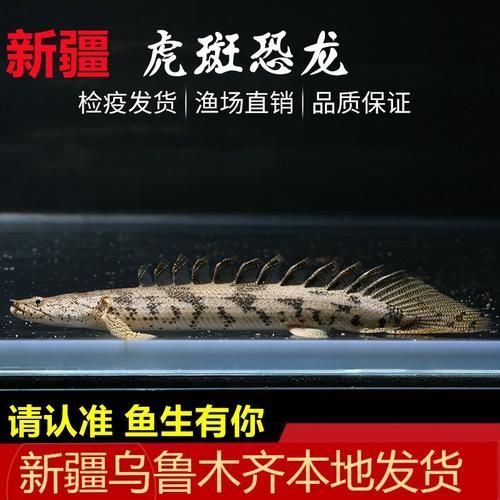 大花虎斑恐龍魚有哪些獨特品種？，大花虎斑恐龍魚與虎紋恐龍王的對比表格，幫你一眼分清它們的區別