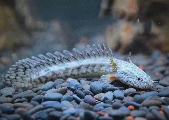 大花虎斑恐龍魚有哪些獨特品種？，大花虎斑恐龍魚與虎紋恐龍王的對比表格，幫你一眼分清它們的區別