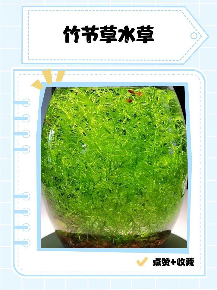 有哪些水草適合孔雀魚幼魚繁殖