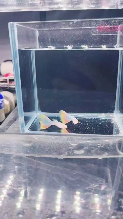 極光孔雀魚，北京老寧評論：光孔雀魚是一種觀賞性極強的熱帶淡水魚