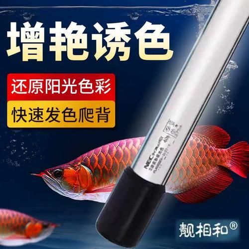 哪種品牌的龍魚發色燈管最好？，養龍魚的朋友都知道，龍魚發色燈管，紅龍發色燈管