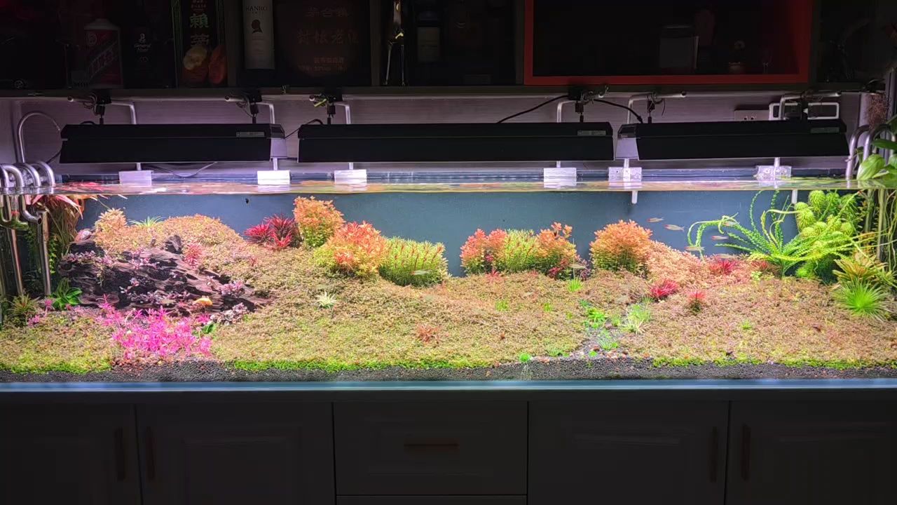 春天到了，紅鼻子剪刀也開始群游了，紅鼻子剪刀在春天的田野中穿梭