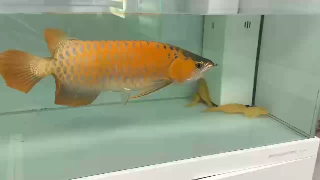 出賽級紅龍，出賽級紅龍魚
