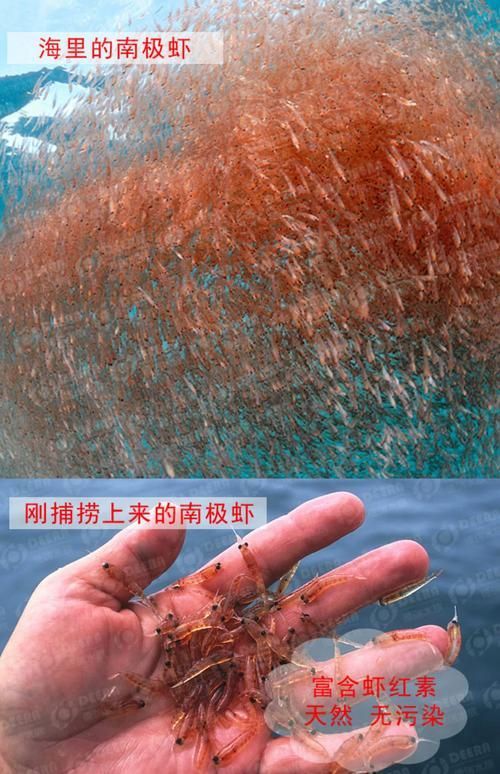 如何補充小火龍魚的鈣質？，小火龍魚的鈣質補充