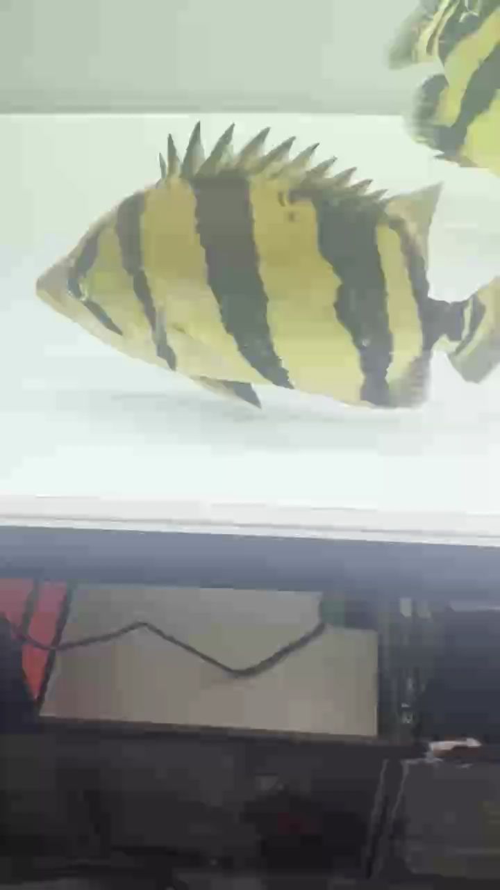 出泰虎魚，29cm極品小泰虎刀紋微微雜