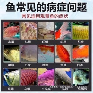 錦鯉爛尾高錳酸鉀泡有用嗎，高錳酸鉀泡療法是治療錦鯉爛尾的首選方案