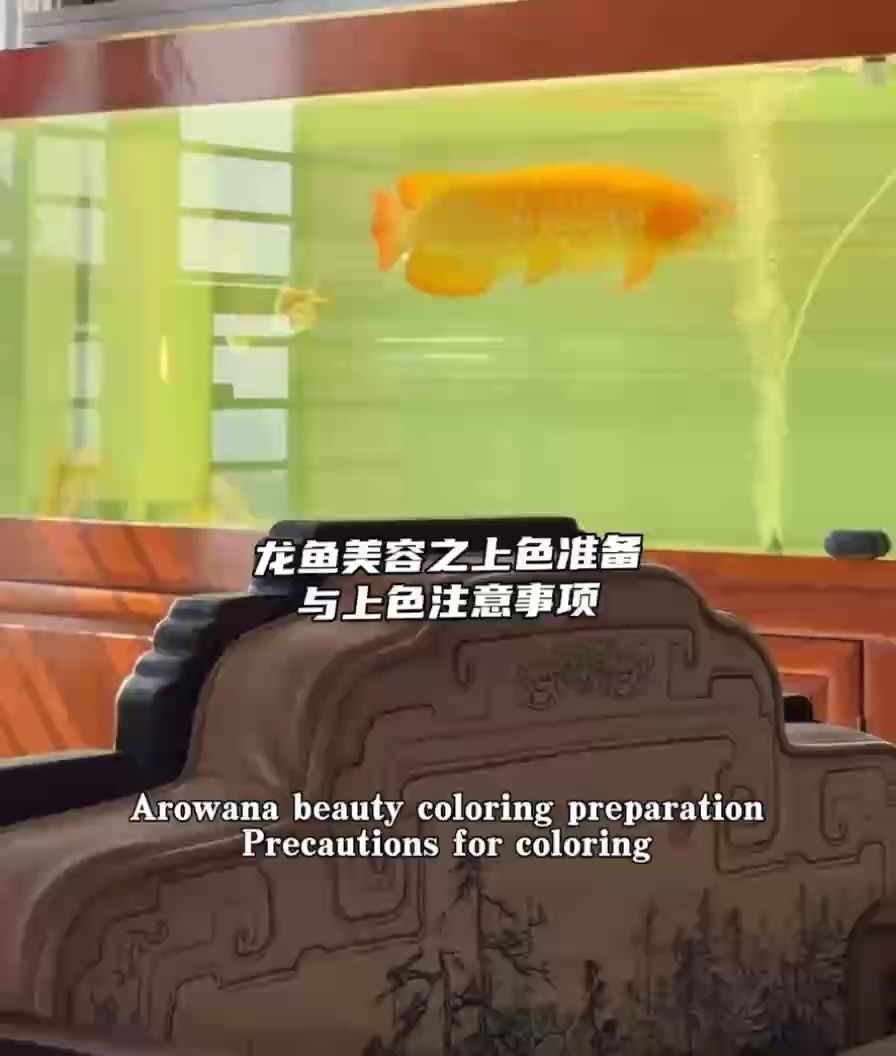 龍魚美容之上色法門 及注意事項(xiàng)，龍魚美容之上色準(zhǔn)備與上色注意事項(xiàng)