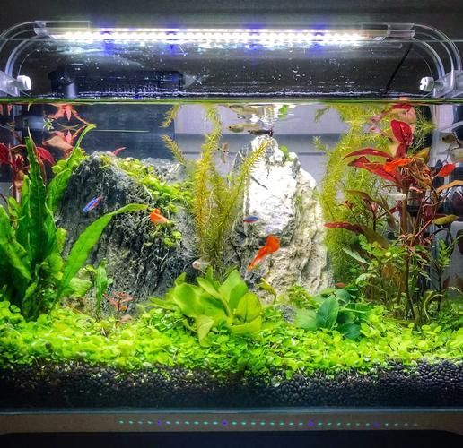 給我一些觀賞魚缸布置的圖片，觀賞魚缸布置的基本理念