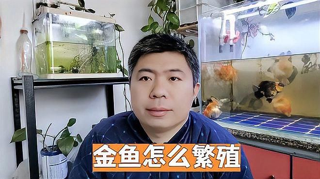 大肚子金魚多久會產卵，大肚子金魚產卵后如何護理金魚產卵后如何護理