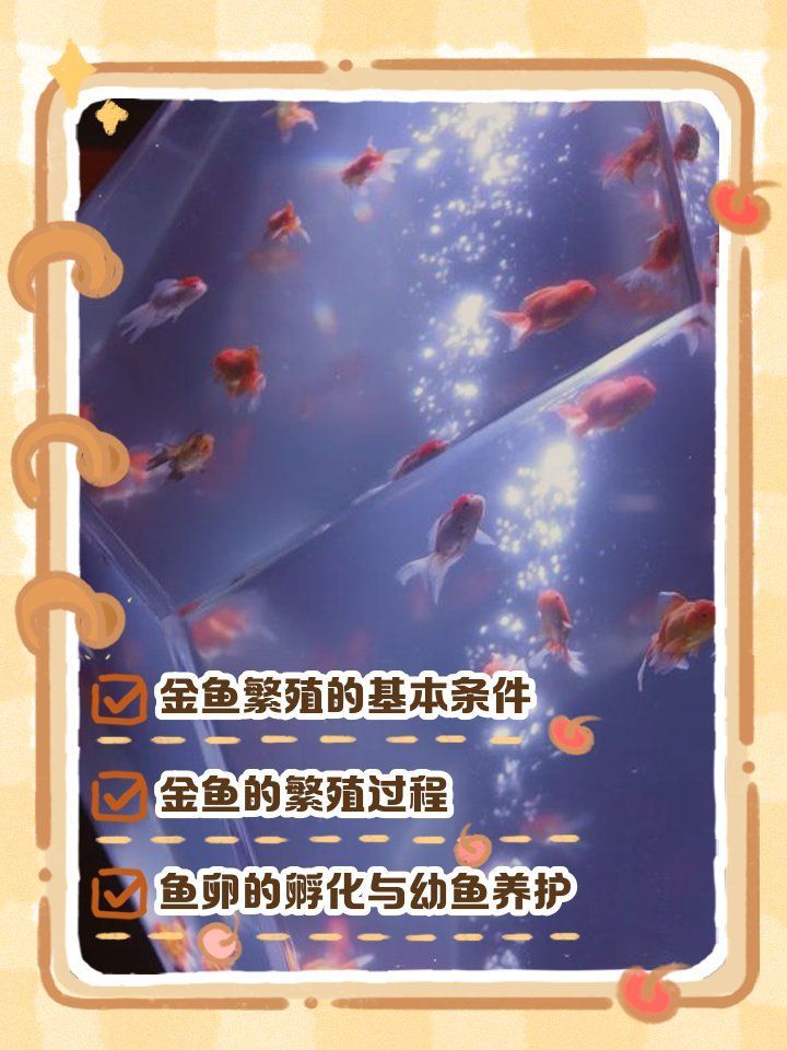 大肚子金魚多久會產卵，大肚子金魚產卵后如何護理金魚產卵后如何護理