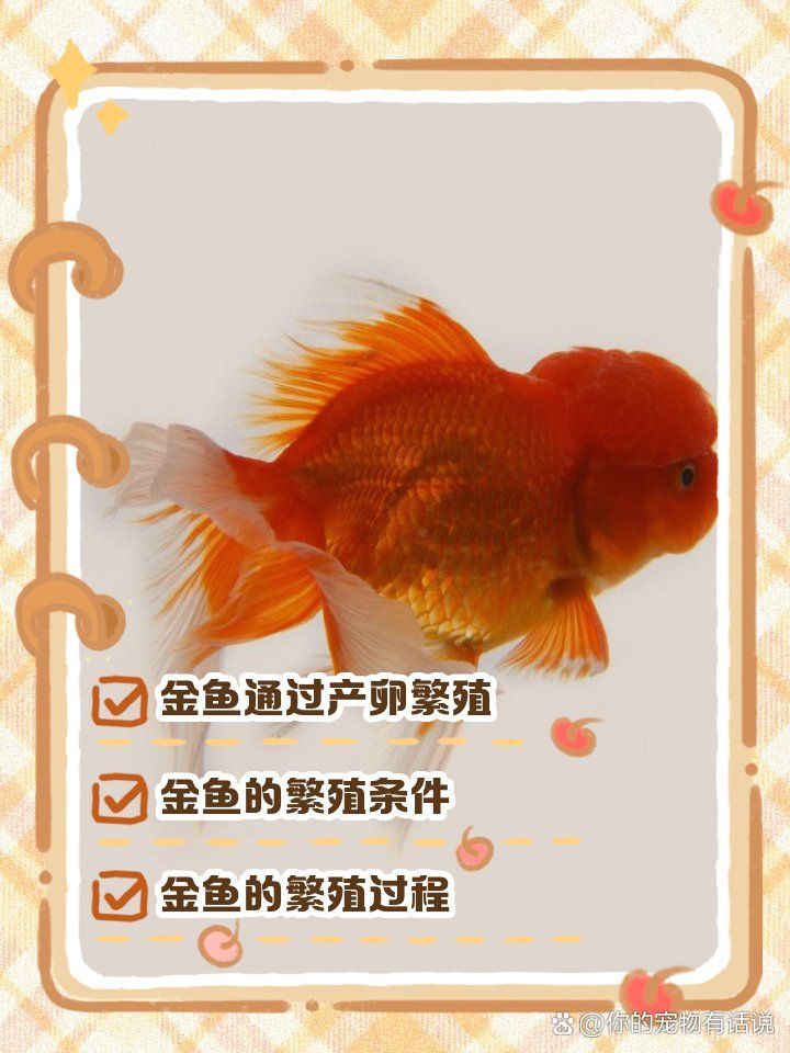 大肚子金魚多久會產卵，大肚子金魚產卵后如何護理金魚產卵后如何護理