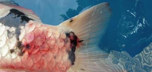 如何判斷魚是否患有爛尾爛鰭病，pubmed和pubmed文獻中對爛尾爛尾爛尾爛鰭病的診斷指南