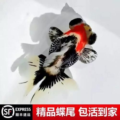 龍睛和蝶尾的價格差異大嗎，如何區(qū)分龍睛和蝶尾金魚？