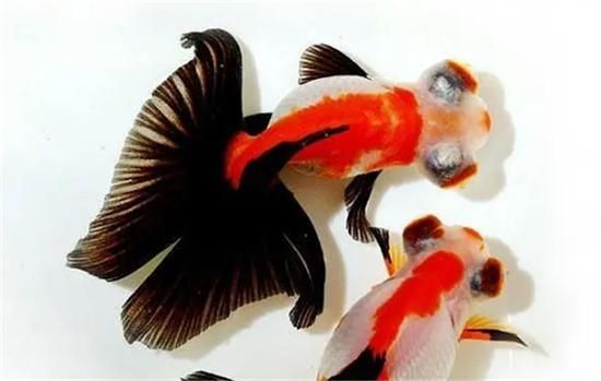 龍睛和蝶尾的價格差異大嗎，如何區(qū)分龍睛和蝶尾金魚？