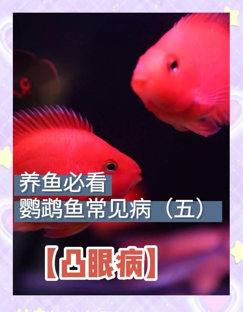 如何判斷觀賞魚是否患突眼病，如何判斷觀賞魚患有突眼病