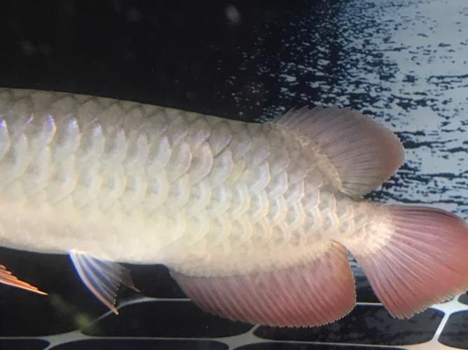 能否提供龍魚細菌感染的圖片示例，如何治療龍魚細菌感染