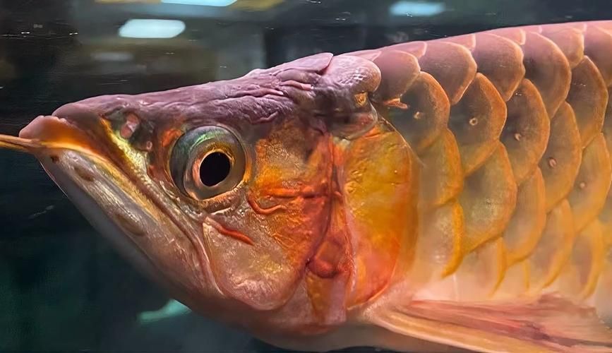 能否提供龍魚細菌感染的圖片示例，如何治療龍魚細菌感染