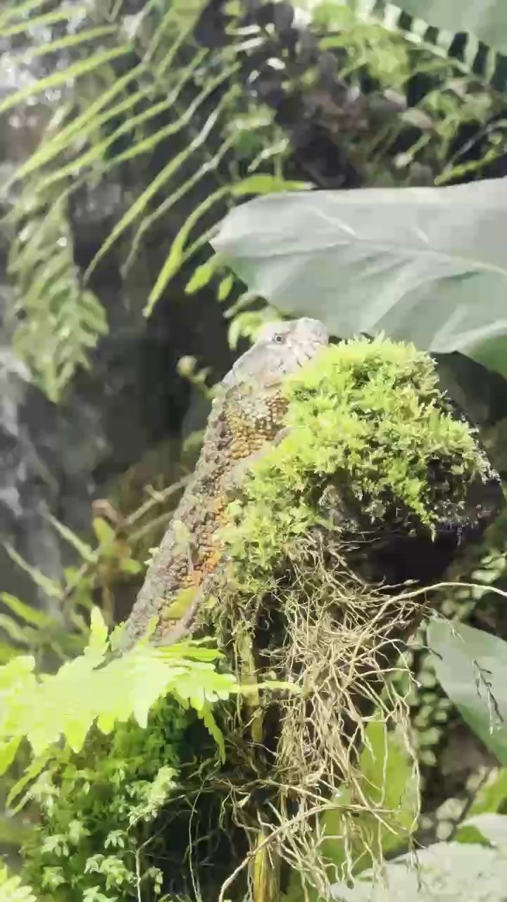 蜥蜴，蜥蜴在生態系統中扮演著重要的角色，幫助控制害蟲數量
