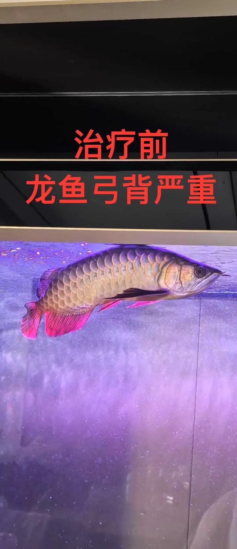 柳北龍魚的養殖技術如何，柳北龍魚養殖技術