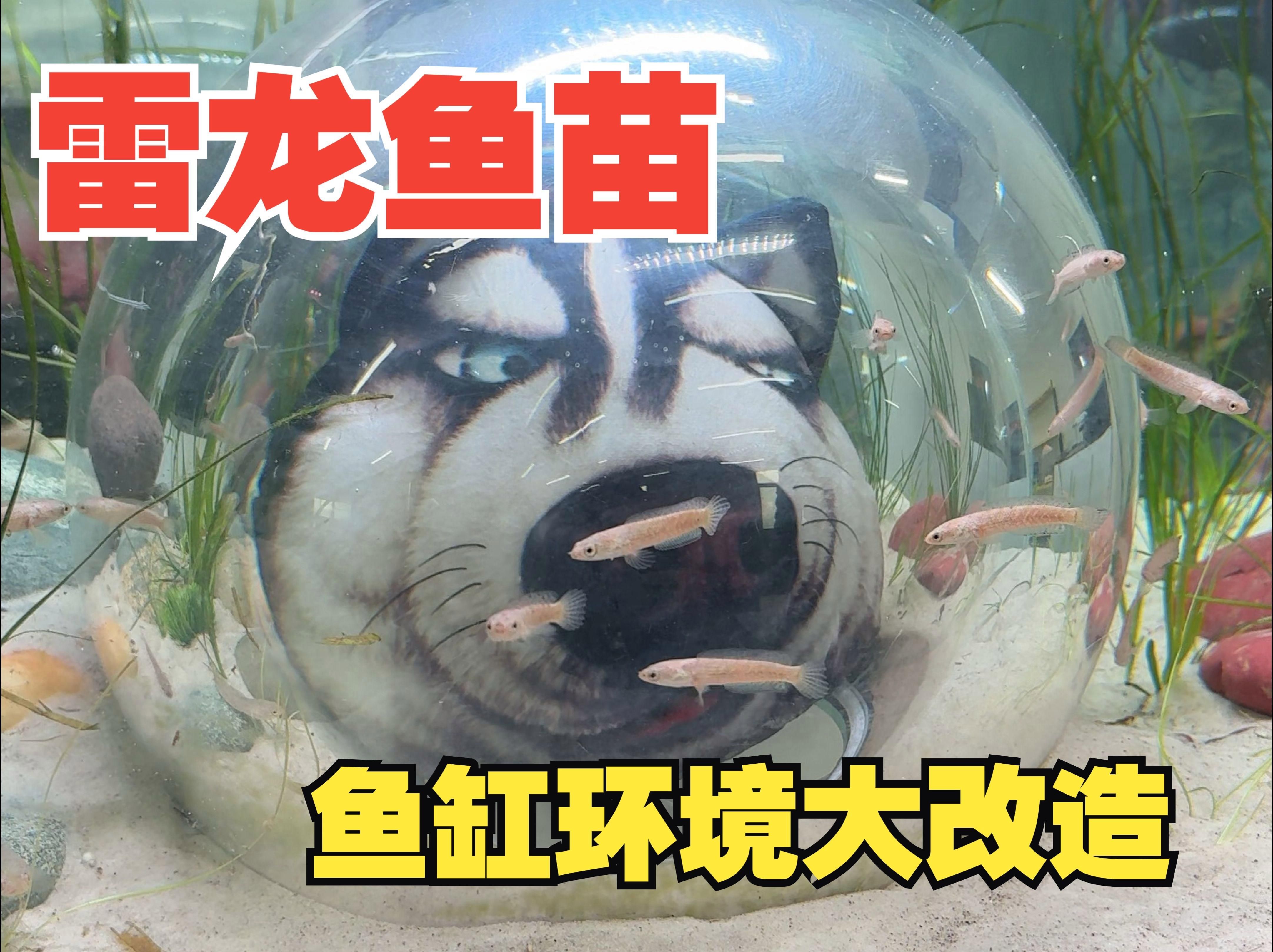 龍魚苗需要多大的魚缸？，養(yǎng)龍魚魚缸的最佳尺寸是多少爆爆花萌寵園長(zhǎng)爆爆花萌寵園長(zhǎng)