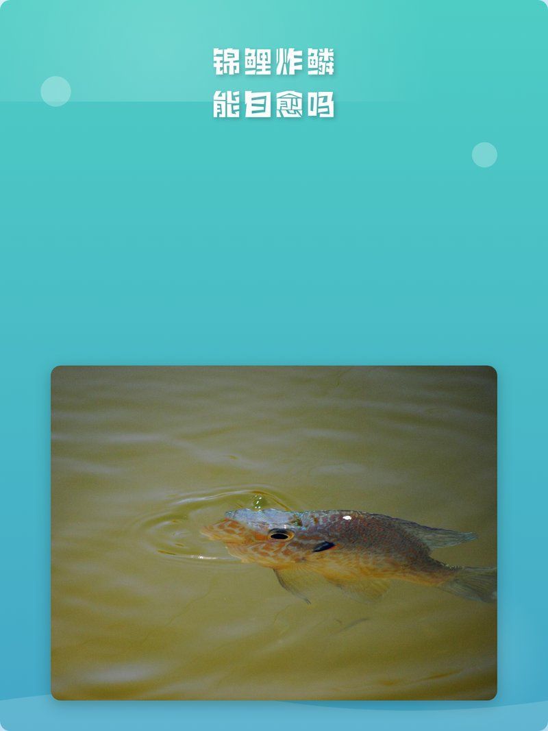 魚炸鱗會(huì)自愈嗎，魚炸鱗能自愈嗎子杰發(fā)藝造型師魚炸鱗后多久會(huì)恢復(fù)