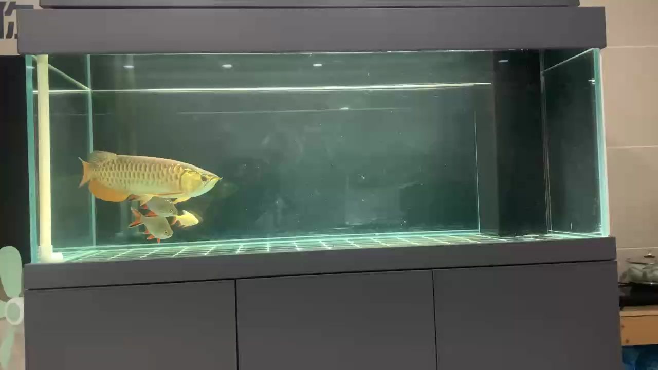 金龍喂食，金龍喂食的注意事項(xiàng)