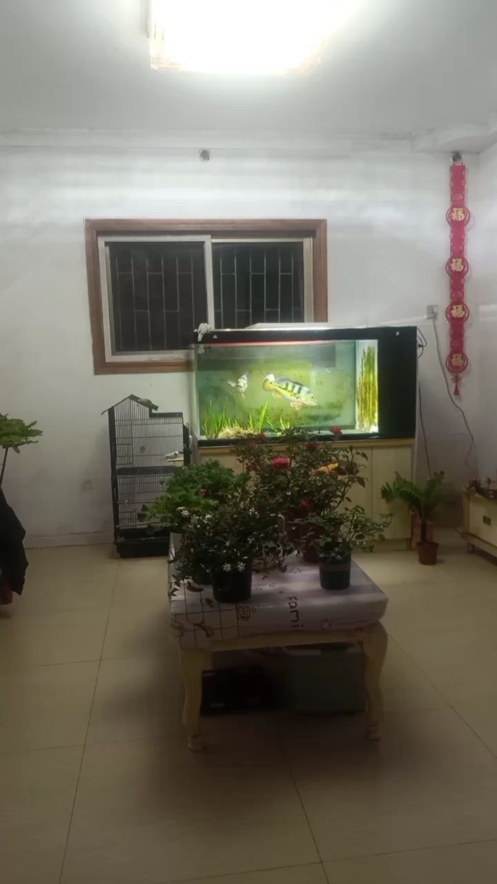 打卡，室內設計陳工評論：水菖蒲長得真快