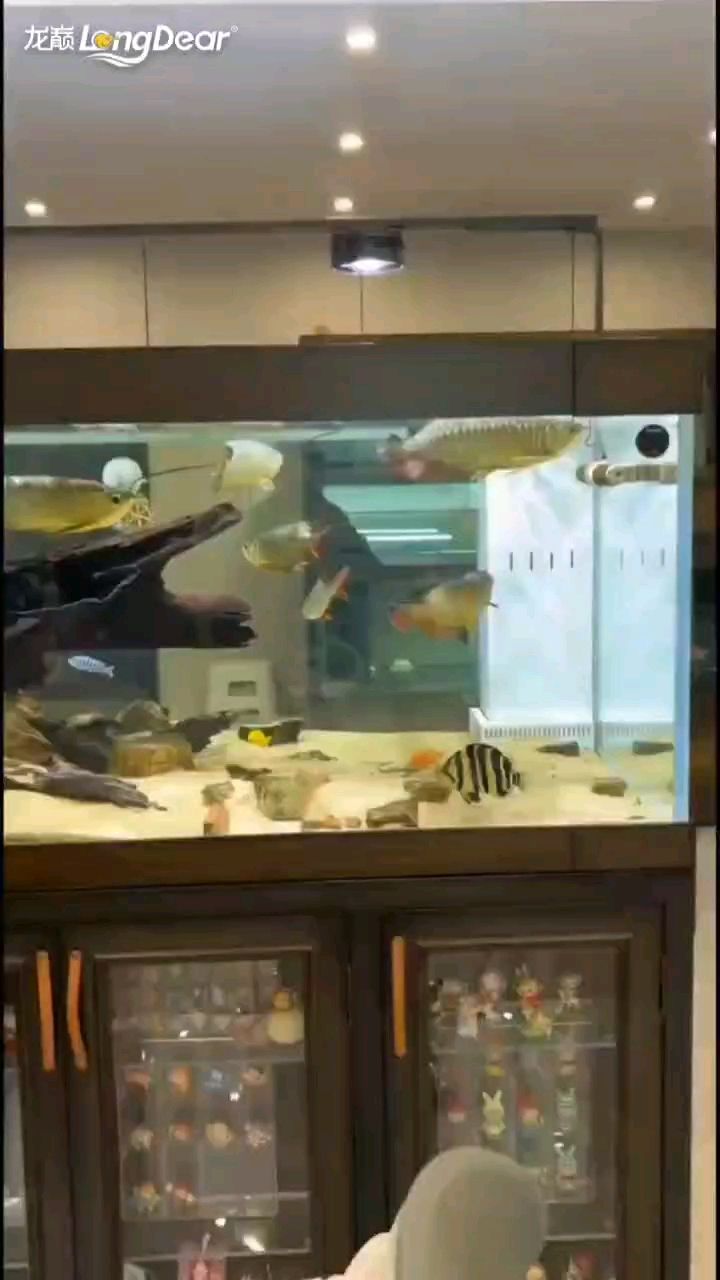 轉發989，轉發989，北京老寧 轉發989，轉發989，北京老寧 龍魚論壇