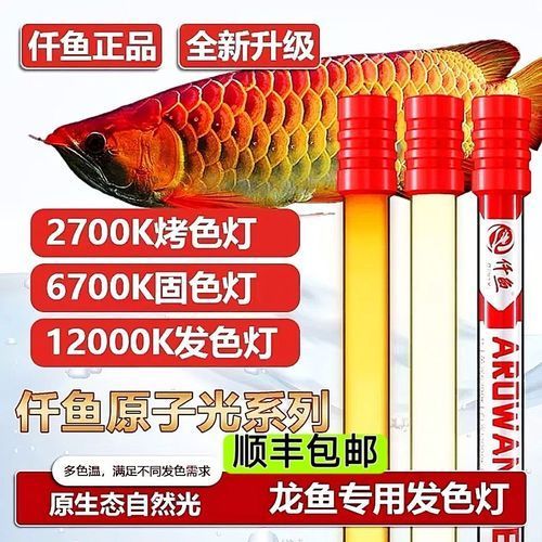 紅龍魚為什么發(fā)色好，紅龍魚發(fā)色好的原因包括以下幾點：紅龍魚發(fā)色好的原因