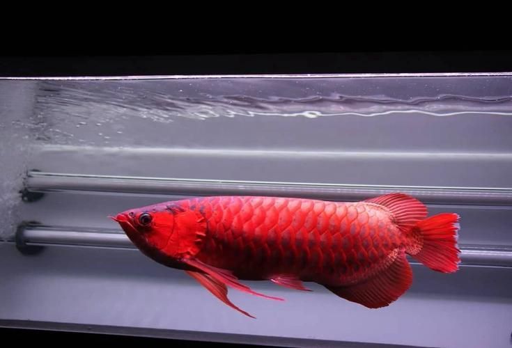 如何鑒別深海紅龍魚的品質，如何挑選深海紅龍魚
