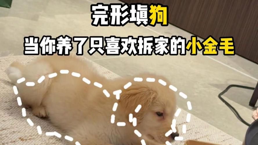 梗文化如何影響動物福利，梗文化對于動物福利的影響