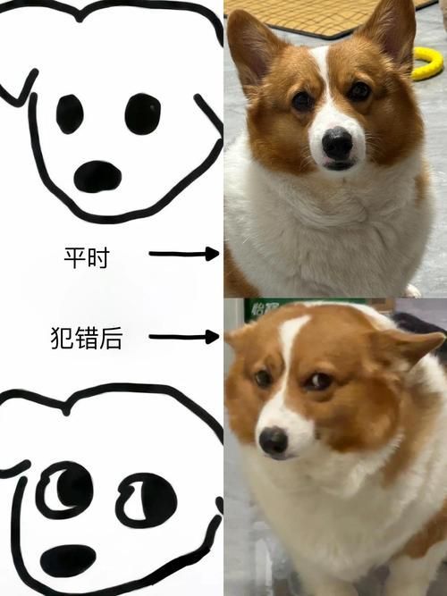 梗文化如何影響動物福利，梗文化對于動物福利的影響