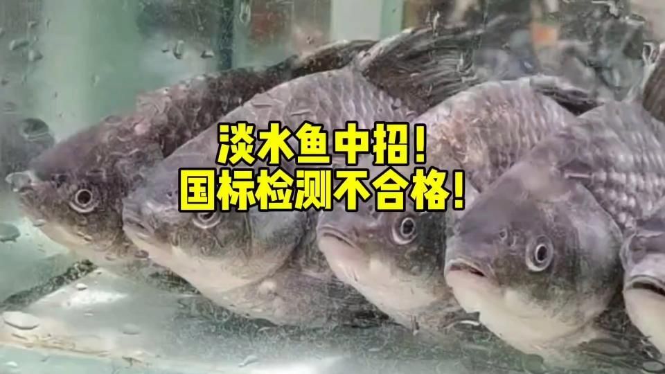 品牌魚和野生魚哪個更安全，品牌魚和野生魚的區別 品牌魚和野生魚哪個更安全，品牌魚和野生魚的區別 龍魚百科 第3張