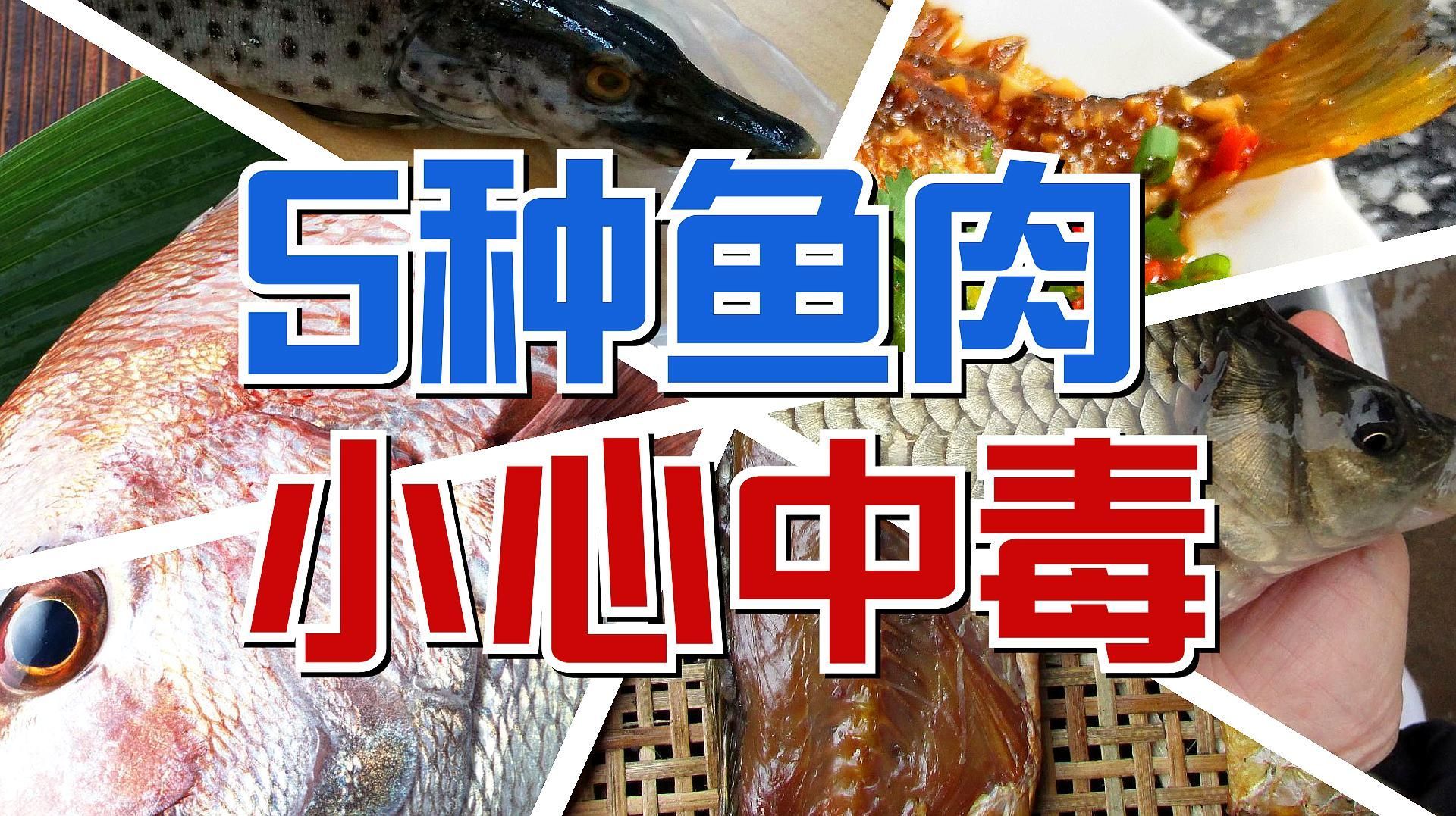 品牌魚和野生魚哪個更安全，品牌魚和野生魚的區別 品牌魚和野生魚哪個更安全，品牌魚和野生魚的區別 龍魚百科 第4張