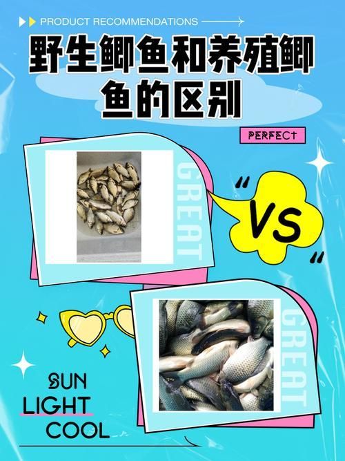品牌魚和野生魚哪個更安全，品牌魚和野生魚的區別 品牌魚和野生魚哪個更安全，品牌魚和野生魚的區別 龍魚百科 第1張