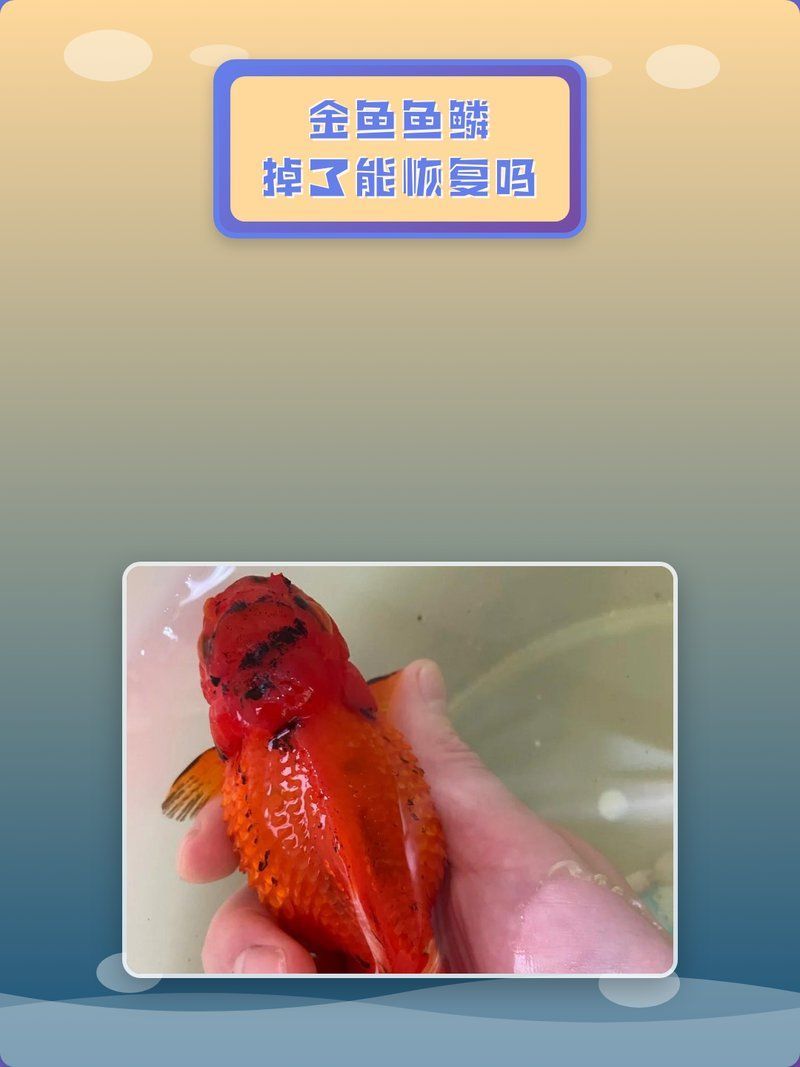 金魚魚鱗掉了需要多久能長回來，星塵小故地，金魚掉了能恢復嗎