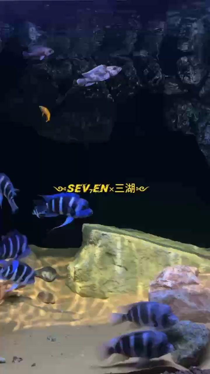 薩伊藍，伊藍，一種源自法國的藍色染料