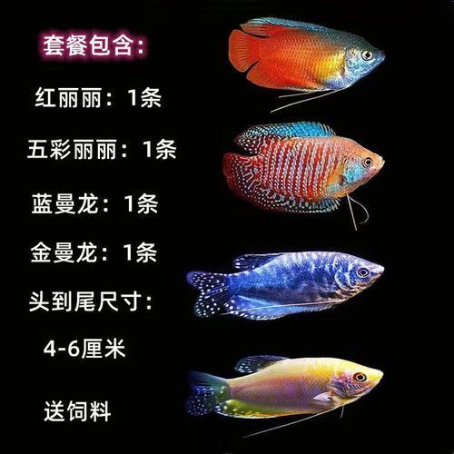 金曼龍魚和藍曼龍魚有什么區(qū)別？，金曼龍與藍曼龍魚飼養(yǎng)對比表