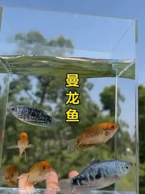 金曼龍魚和藍曼龍魚有什么區(qū)別？，金曼龍與藍曼龍魚飼養(yǎng)對比表