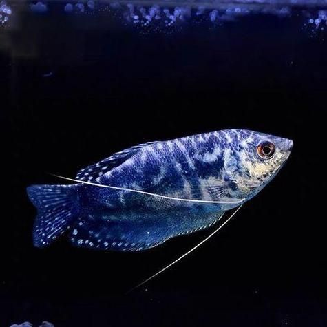金曼龍魚和藍曼龍魚有什么區(qū)別？，金曼龍與藍曼龍魚飼養(yǎng)對比表
